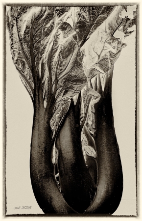 The Faces of Bock Choy by artist Charlie Kreitler